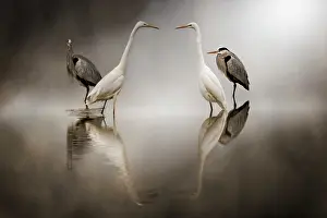Albus: Two Grey Heron (Ardea cinerea) and two Great Egret