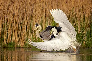 Argue: Grey heron (Ardea cinerea) and Great egret (Casmerodius