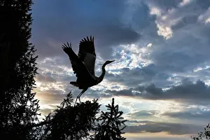 Ardea: Grey heron (Ardea cinerea), grey heron in tree