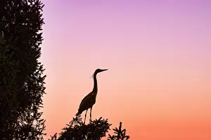 Ardea: Grey heron (Ardea cinerea), grey heron in tree
