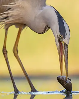 Hunt: Grey heron (Ardea cinerea), also heron, hunting