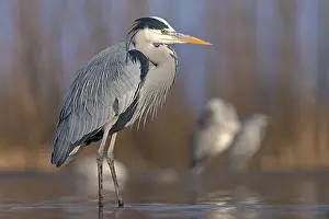 February: Grey Heron (Ardea cinerea), Hungary