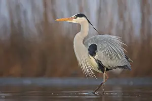 Hunt: Grey heron (Ardea cinerea) hunting