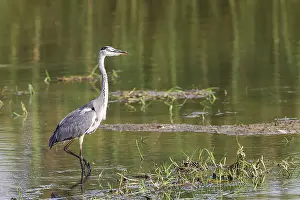 Ebro: Grey Heron (Ardea cinerea). Hunting in a lagoon