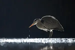Bacs: Grey Heron (Ardea cinerea) hunting at night, Hu