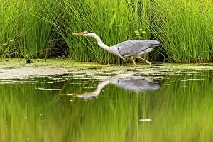 Cinerea: Grey heron (Ardea cinerea), hunting in the water