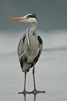 Brandenburg: Grey heron (Ardea cinerea) on the ice of a frozen