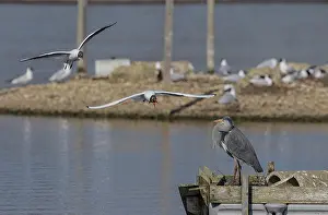 Gulls: Grey Heron, Ardea cinerea, on jetty being mobbed