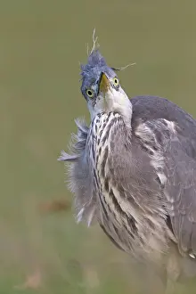 Thames: Grey Heron (Ardea cinerea) juvenile, close up of