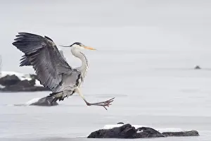 Deadwood: Grey heron (Ardea cinerea) landing on dead wood
