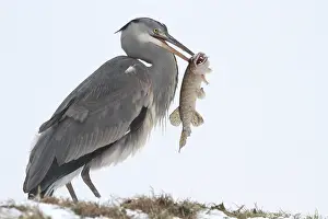 Esox: Grey Heron (Ardea cinerea) with a large Pike (E