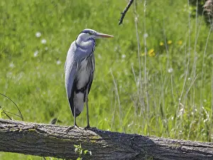 Hunt: Grey heron (Ardea cinerea) lurking for prey