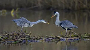 Delivering: Grey heron (Ardea cinerea), male giving branch to female for nest building on the floating roots of the water lily