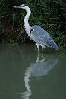 Vertebrates: Grey heron (Ardea cinerea) ~ on marsh ~ Camargue