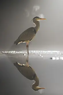 Breath: Grey Heron (Ardea cinerea) at night with visea