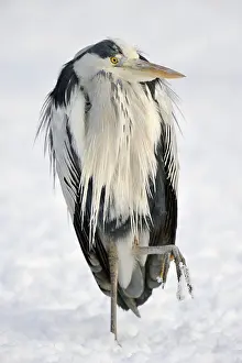 Front Views: Grey Heron (Ardea cinerea), North Rhine-Westphalia, Germany