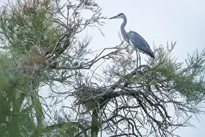 Vertebrates: Grey heron (Ardea cinerea) ~ perched on a tree ~ Camargue