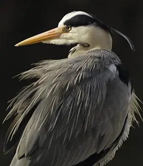 Amsterdam: Grey Heron (Ardea cinerea) portrait, Artis Zoo