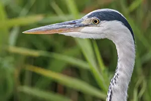 Vertebrates: Grey heron (Ardea cinerea) ~ portrait on marsh ~ Camargue