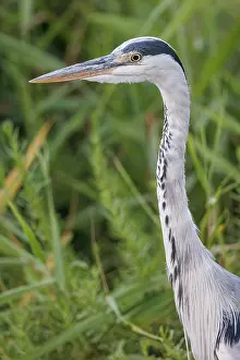 Vertebrates: Grey heron (Ardea cinerea) ~ portrait on marsh ~ Camargue