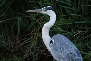 Vertebrates: Grey heron (Ardea cinerea) ~ portrait on marsh ~ Camargue