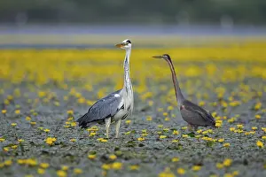 Blooming: Grey heron (Ardea cinerea) and purple heron (Ardea purpurea) amidst flowering sea pots (Nymphoides peltata) Hungary