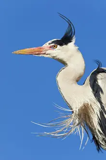 Ruffled: Grey heron (Ardea cinerea) with ruffled feathers