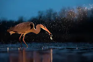 Kiskunsg: Grey Heron (Ardea cinerea), searching for food at