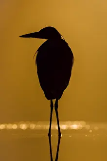 Bacs: Grey Heron (Ardea cinerea) in silhouette at ni