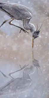Assembly: Grey Heron (Ardea cinerea) in snow, Alsace, France