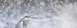 Assembly: Grey Heron (Ardea cinerea) in snow, Alsace, France