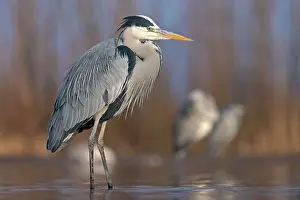Cinerea: Grey heron or (Ardea cinerea) in splendor dress