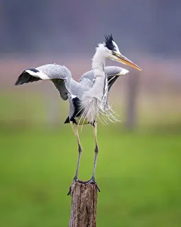 Lurk: Grey heron (Ardea cinerea) standing on pasture fence