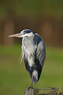 Scratching: Grey Heron (Ardea cinerea) is standing on a pol