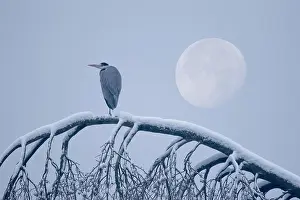 Moonlight: Grey heron (Ardea cinerea) standing on a snowy tree