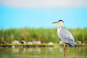 Cinerea: Grey heron (Ardea cinerea), standing in water, Pusztaszer