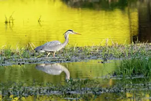 Cinerea: Grey heron (Ardea cinerea), standing in the water