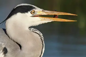 Ardea: Grey heron (Ardea cinerea), Strohauser Plate, portrait w