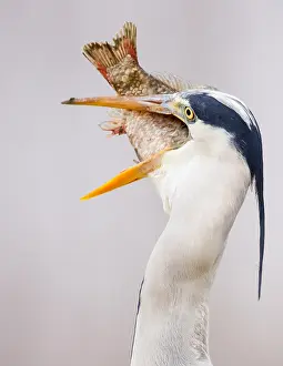 Swallowing: Grey Heron (Ardea cinerea) swallowing an enourm
