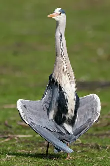 310820: Grey heron (Ardea cinerea) takes a sunbath with