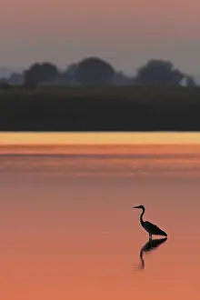 Ardea: A Grey Heron (Ardea cinerea) waits for prey in a