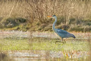 Vertebrates: Grey heron (Ardea cinerea) ~ walking on marsh ~ A Veiga