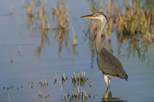 Vertebrates: Grey heron (Ardea cinerea) ~ young on marsh ~ Camargue
