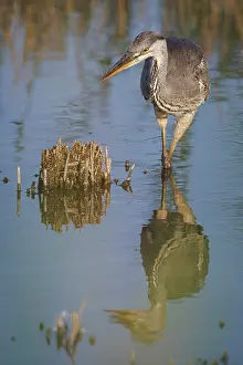 Vertebrates: Grey heron (Ardea cinerea) ~ young on marsh ~ Camargue
