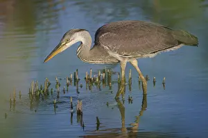 Vertebrates: Grey heron (Ardea cinerea) ~ young on marsh ~ Camargue