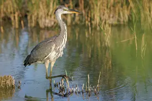 Vertebrates: Grey heron (Ardea cinerea) ~ young on marsh ~ Camargue