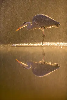 Downpour: Grey Heron (Ardea cinerea)in a night rainstorm