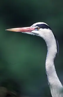 Chris Martin Bahr: GREY HERON - close-up of head and neck