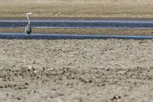 010218: Grey Heron - on dry marsh - Ciudad Real, Castilla