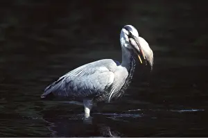 Chris Martin Bahr: GREY HERON - eating fish in water